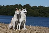 SIBERIAN HUSKY 529